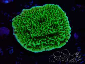 WYSIWYG Montipora confusa