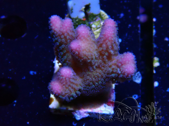 WYSIWYG Stylophora pistillata Pink 1F1