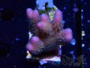 WYSIWYG Stylophora pistillata Rosa