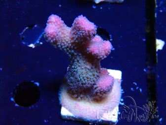 WYSIWYG Stylophora pistillata Pink 1F2