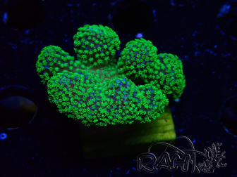 WYSIWYG Stylophora Rose polypes vert fluo