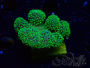 WYSIWYG Stylophora Rose with fluorescent green polyps