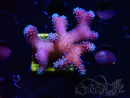 WYSIWYG Stylophora Pink Blue Polyps 1J6