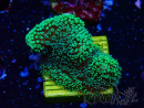 WYSIWYG Stylophora Green Fluo