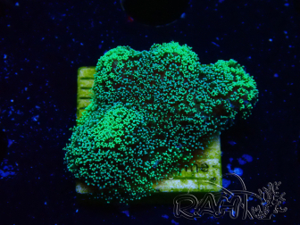 WYSIWYG Green Fluorescent Stylophora