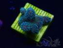 WYSIWYG RAH Stylophora Azul Metálico