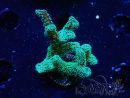 WYSIWYG Seriatopora caliendrum Electric Green