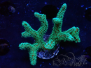 WYSIWYG Seriatopora caliendrum Electric Green