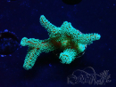 WYSIWYG Seriatopora caliendrum Electric Green