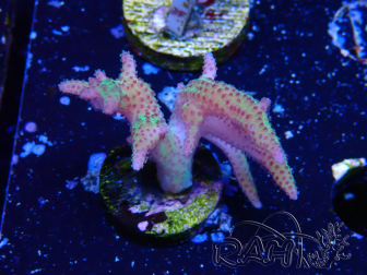 WYSIWYG Seriatopora caliendrum Rosa