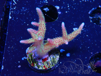 WYSIWYG Seriatopora caliendrum Rosa