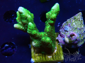 WYSIWYG - Green Montipora digitata