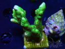 WYSIWYG - Green Montipora digitata
