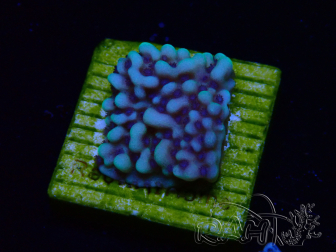 WYSIWYG Montipora undata