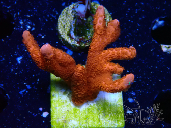 WYSIWYG red montipora grows red
