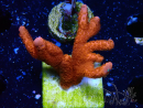 WYSIWYG red montipora grows red