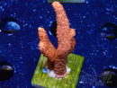 WYSIWYG montipora  rouge pousse rouge 1P2