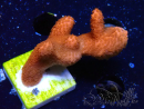 WYSIWYG Montipora  rouge pousse rouge 1P3