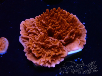 WYSIWYG Montipora Plato Rojo
