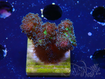WYSIWYG Stylophora Pinkish