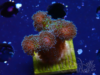 WYSIWYG Stylophora Rosado