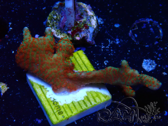 WYSIWYG Montipora digitata