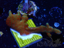 WYSIWYG Montipora digitata