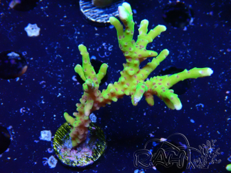 WYSIWYG - BR Green Goblin Anacropora 1V3