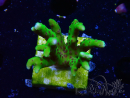 WYSIWYG - BR Green Goblin Anacropora