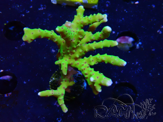 WYSIWYG - BR Green Goblin Anacropora 1V6