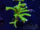 WYSIWYG - BR Green Goblin Anacropora