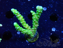 WYSIWYG - AK Goldenrod Anacropora