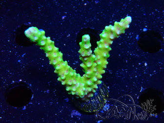 WYSIWYG - AK Goldenrod Anacropora 1W2