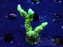 WYSIWYG - AK Goldenrod Anacropora 1W5