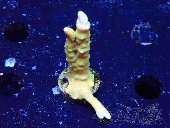 WYSIWYG - MH Tropicana Anacropora