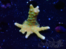 WYSIWYG - MH Tropicana Anacropora