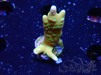 WYSIWYG - MH Tropicana Anacropora 1X3