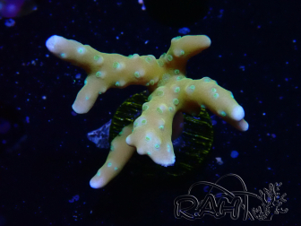 WYSIWYG - MH Tropicana Anacropora