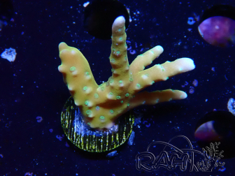 WYSIWYG - MH Tropicana Anacropora