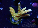 WYSIWYG - MH Tropicana Anacropora 1X5