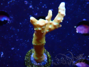 WYSIWYG - MH Tropicana Anacropora 1X6