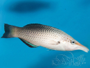Gomphosus varius femelle 8-10 cm
