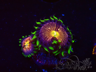 WYSIWYG - WWC Nirvana Palythoa 2B6