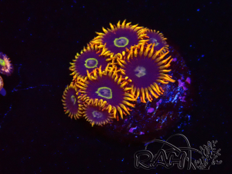 WYSIWYG - Zoanthus Rainbow Hornet 2B10