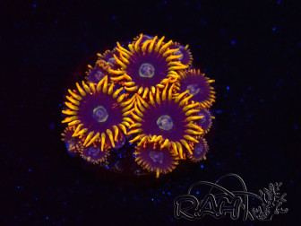 WYSIWYG - Zoanthus Rainbow Hornet 2B11