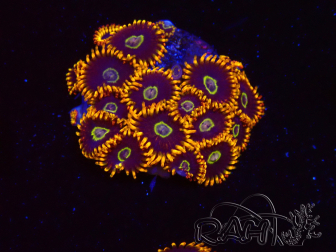 WYSIWYG - Zoanthus Rainbow Hornet