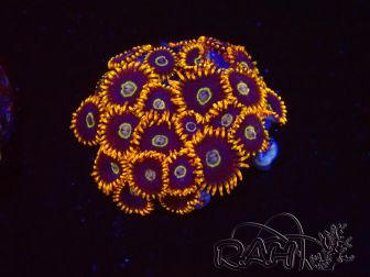 WYSIWYG - Zoanthus Rainbow Hornet