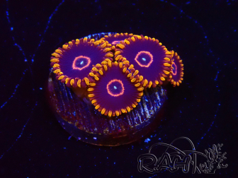 WYSIWYG - Zoanthus Red Hornet