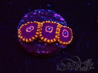WYSIWYG - Zoanthus Red Hornet 2D6