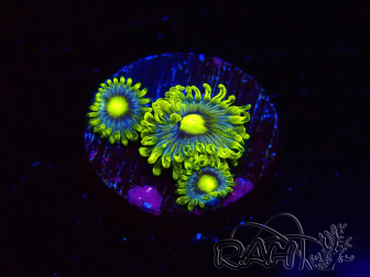 WYSIWYG - Zoanthus Corona 2E4